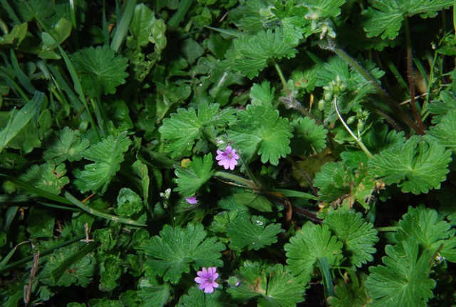 Geranium molle